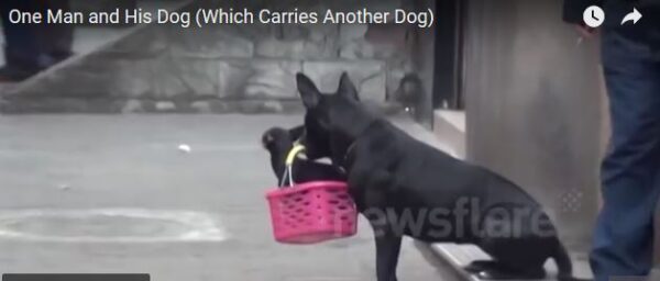 ΣΥΓΚΛΟΝΙΣΤΙΚΟ VIDEO: Μεταφέρει τον τραυματισμένο φίλο του καθημερινά! [video]