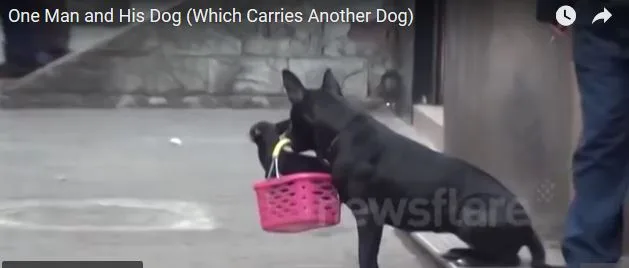 ΣΥΓΚΛΟΝΙΣΤΙΚΟ VIDEO: Μεταφέρει τον τραυματισμένο φίλο του καθημερινά! [video]