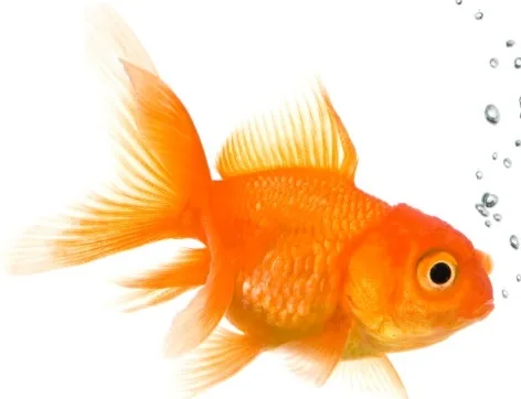 Πόσο ζεί ενα χρυσόψαρο έξω απο την γυάλα ;