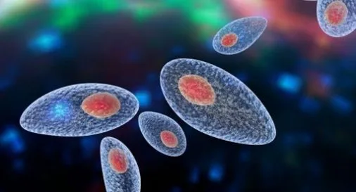 Τοξόπλασμα: Τρόποι μετάδοσης και προφύλαξη