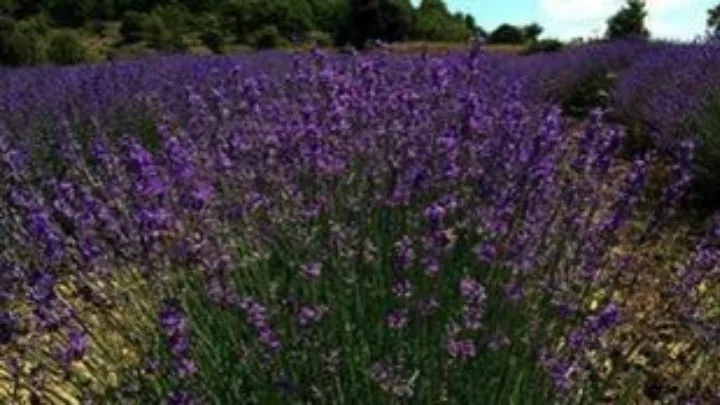 Γνωρίζετε το Μελισσόχορτο;  Δεν φαντάζεστε πού ωφελεί