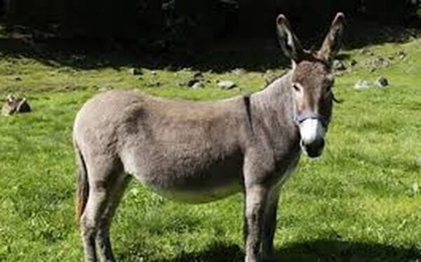 Ο ΓΑΙΔΑΡΟΣ ΠΟΥ ΕΠΕΣΕ ΣΤΟ ΠΗΓΑΔΙ. ΔΙΔΑΚΤΙΚΗ ΙΣΤΟΡΙΑ