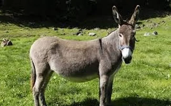 Ο ΓΑΙΔΑΡΟΣ ΠΟΥ ΕΠΕΣΕ ΣΤΟ ΠΗΓΑΔΙ. ΔΙΔΑΚΤΙΚΗ ΙΣΤΟΡΙΑ