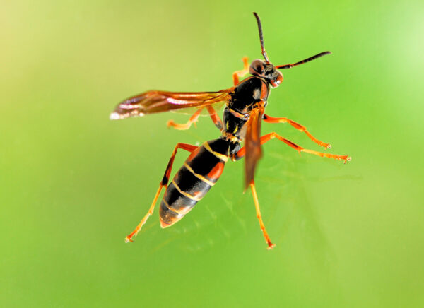 Πώς καταπολεμάμε τα τσιμπήματα εντόμων