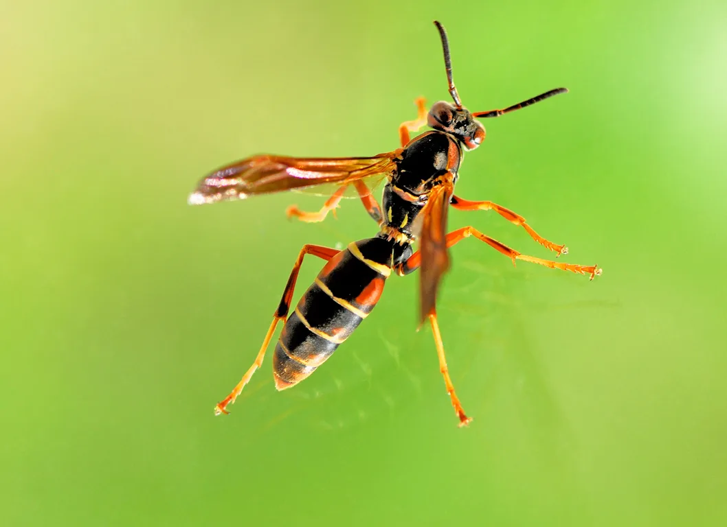 Πώς καταπολεμάμε τα τσιμπήματα εντόμων