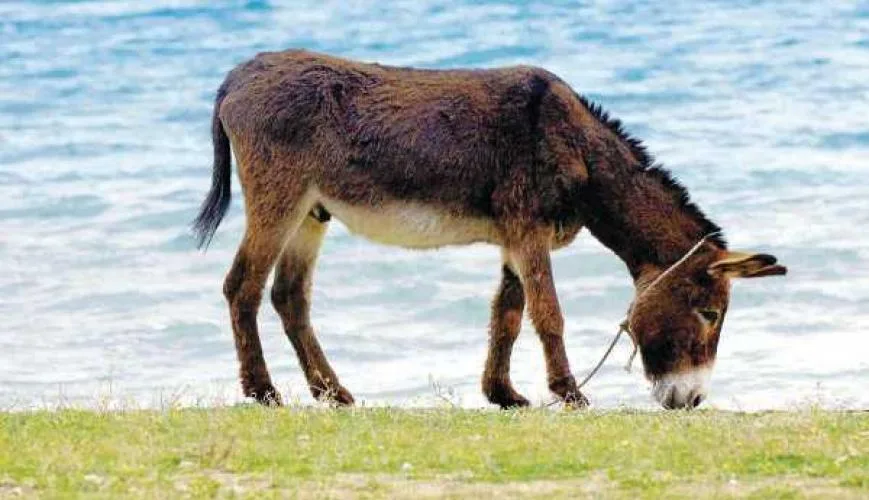 Εκπαιδευτικέ ..  Αποφάσισε, αν θέλεις να ζήσεις ως άνθρωπος ή να ψοφήσεις σαν γάιδαρος.