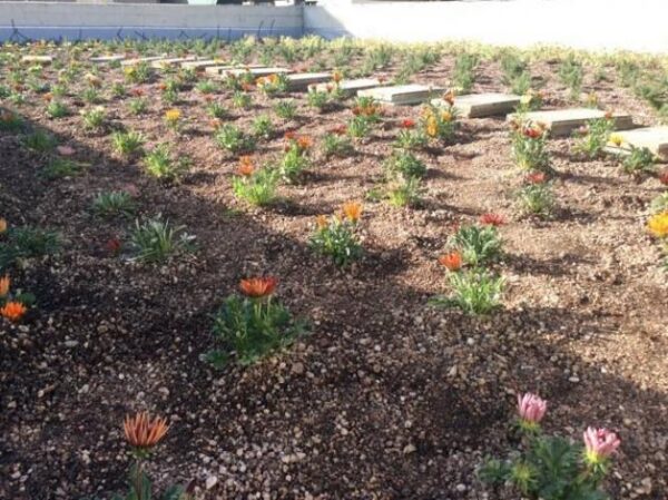 Μπορούν οι ταράτσες των σχολείων να γίνουν πράσινες;