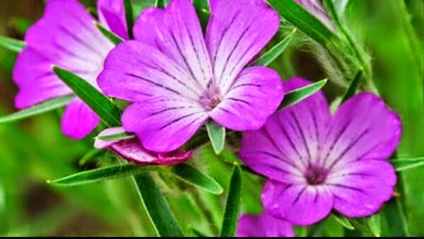 Το λουλούδι που απαγορεύεται να αγγίξεις