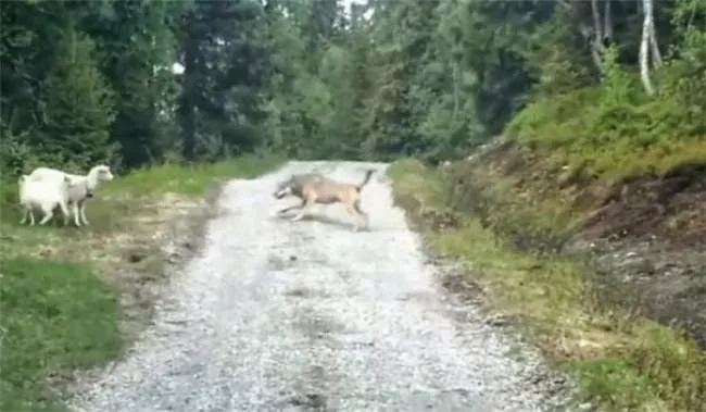 Όταν τα πρόβατα τρόμαξαν τον λύκο (Video)