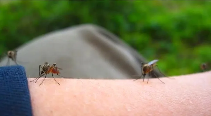 Δείτε σε υψηλής ανάλυσης βίντεο πως τα κουνούπια μας πίνουν το αίμα!