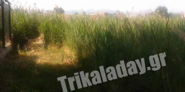 Πανικός σε νηπιαγωγείο των Τρικάλων λόγω φιδιού !