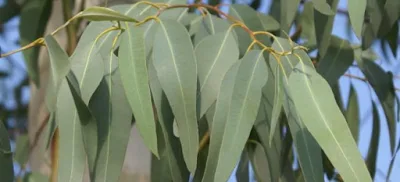 ΑΚΟΥΓΕΤΑΙ παράξενο αλλά … χρυσάφι «φυτρώνει» στα δέντρα!