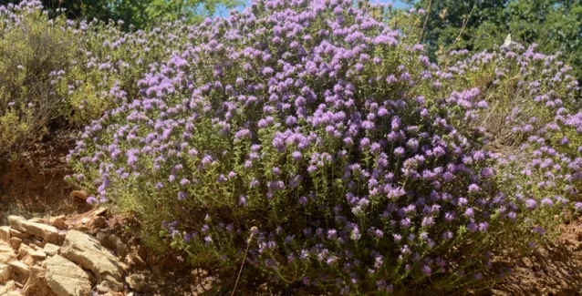 Οι ιδιότητες του θυμαριού: Εξολοθρεύει τα μικρόβια σε λιγότερο από μία ώρα – Πώς να το χρησιμοποιήσετε