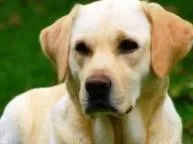 Απίστευτο βίντεο: Δείτε πως οι σκύλοι προστατεύουν το παιδί όταν η μητέρα πάει να το δείρει