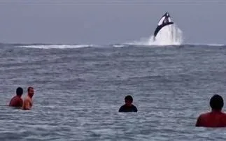 Σέρφινγκ παρέα με φάλαινες Απίστευτες σκηνές !!