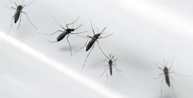 Ιός Ζika: Ταξιδιωτικές οδηγίες από το ΚΕΕΛΠΝΟ