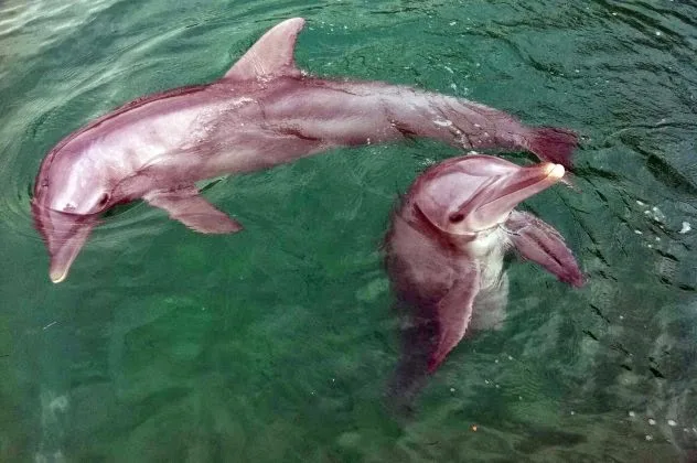 Η “μαγική” στιγμή της γέννας για ένα δελφίνι σπάει κάθε ρεκόρ στο Youtube