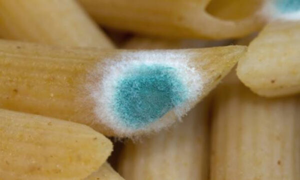 Τι θα συμβεί αν φάτε κάτι που έχει πιάσει μούχλα