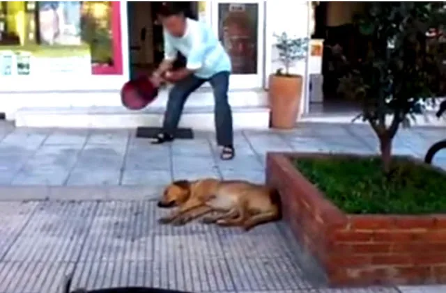 Ο φαρμακοποιός που πέταξε νερό με χλωρίνη σε σκύλο «ξεσπά»: Δεχόμαστε απειλητικά τηλεφωνήματα