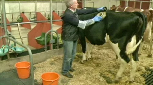 Ελβετική εταιρεία ταΐζει αγελάδες από βαλβίδα στο στομάχι! [βίντεο σοκ]