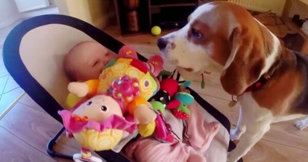 Ο σκύλος έκλεψε το παιχνίδι ενός μωρού. Δείτε με τι ξεκαρδιστικό τρόπο ζήτησε συγγνώμη!