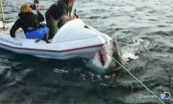 Ανατριχιαστικό βίντεο: Δέχθηκαν επίθεση από καρχαρία