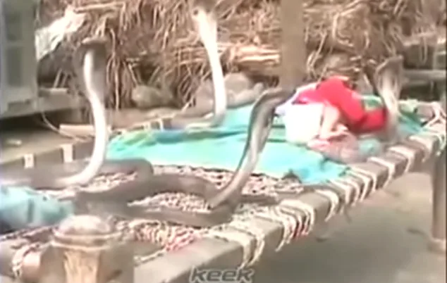 Κόμπρες προστατεύουν μωρό – Αν δεν το πιστεύετε δείτε το βίντεο