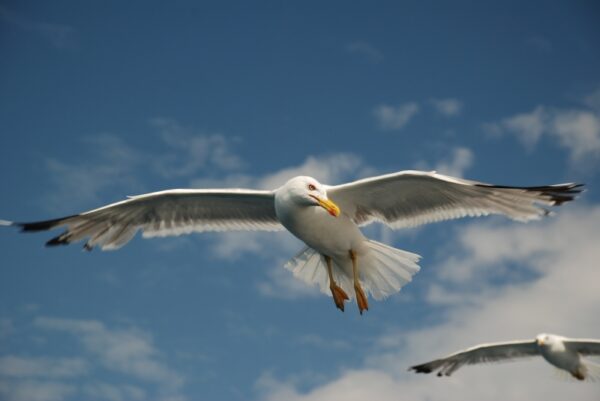 Διεθνής διάκριση για φωτογραφία μαθητή