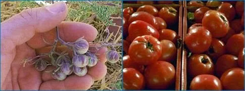 Πώς οι Αζτέκοι δημιούργησαν τη σημερινή ντομάτα