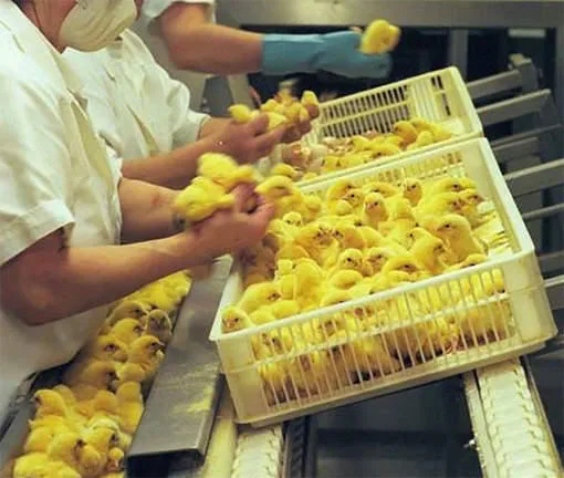 ΑΠΙΣΤΕΥΤΟ video ! Δείτε με τί κτηνώδη τρόπο φέρεται ο άνθρωπος στα ζώα !