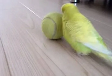Αυτό είναι ΤΑΛΕΝΤΟ! Δείτε τί μπορεί να κάνει αυτός ο παπαγάλος με τη μπάλα του τένις! (Video)