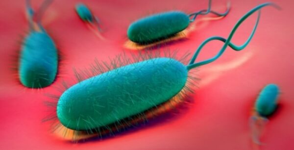 Ελικοβακτηρίδιο πυλωρού: Πώς συνδέεται με την υγεία της καρδιάς