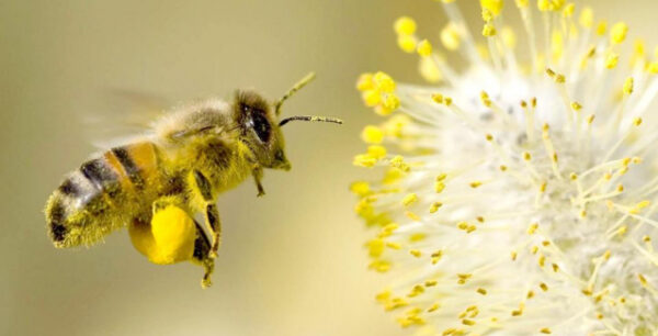 Αυστραλία: Καταιγίδα, που μετέφερε γύρη προκάλεσε κρίσεις άσθματος-4 νεκροί, ανάμεσά τους κι ένας Ελληνοαυστραλός