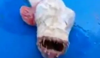 Ψάρι-τέρας στην Ταϊλάνδη! [video]