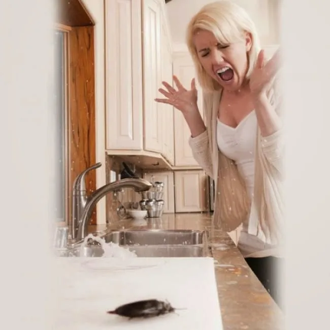 ( Υγιεινή ) Κεφάλαιο κατσαρίδα: Πώς θα εξαφανίσετε για τα καλά τον απόλυτο καλοκαιρινό εχθρό