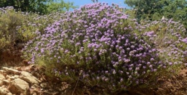 Επιβίωση με θυμάρι: Σκοτώνει τα μικρόβια σε λιγότερο από μία ώρα – Πώς να το χρησιμοποιήσεις