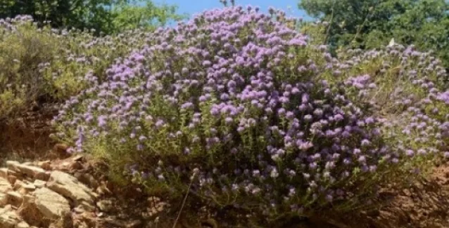 Επιβίωση με θυμάρι: Σκοτώνει τα μικρόβια σε λιγότερο από μία ώρα – Πώς να το χρησιμοποιήσεις