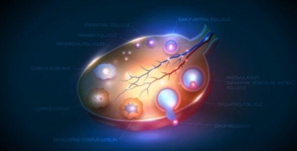 Κύστεις στις ωοθήκες: Πόσο επικίνδυνες είναι;