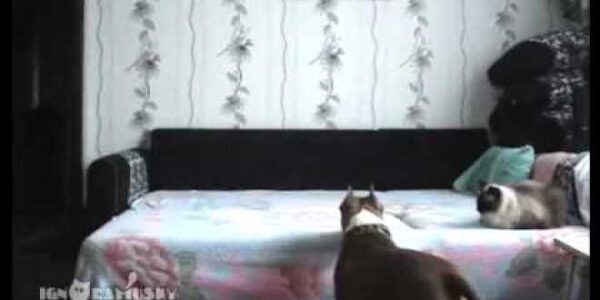 VIDEO: Τι κάνει ο σκύλος όταν φεύγουν όλοι από το σπίτι;