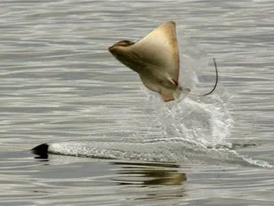 Απίστευτη πτήση σαλαχιών πάνω στο νερό! [video]