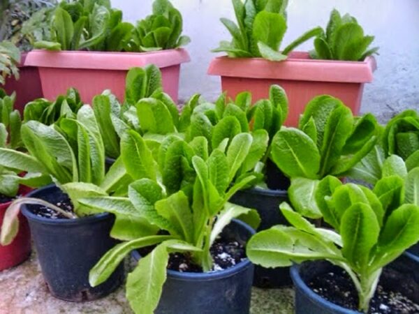 Παράνομο μέχρι και το μαρούλι που θα φυτέψεις σε γλάστρα!