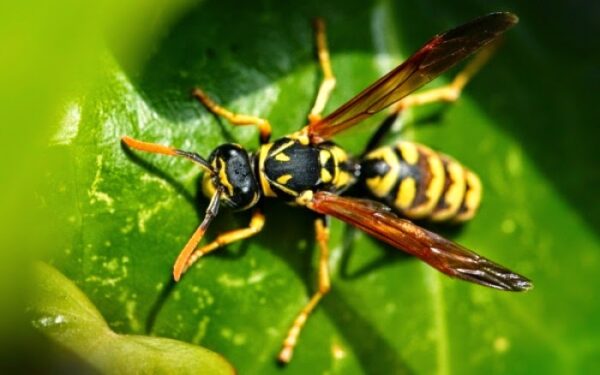 Τι να κάνετε αν σας τσιμπήσει σφήκα ή μέλισσα
