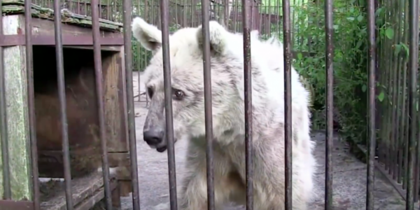Ήταν Πεταμένη σε ένα Κλουβί για 30 χρόνια. Προσέξτε την σοκαριστική μεταμόρφωση όταν Απελευθερώθηκε!