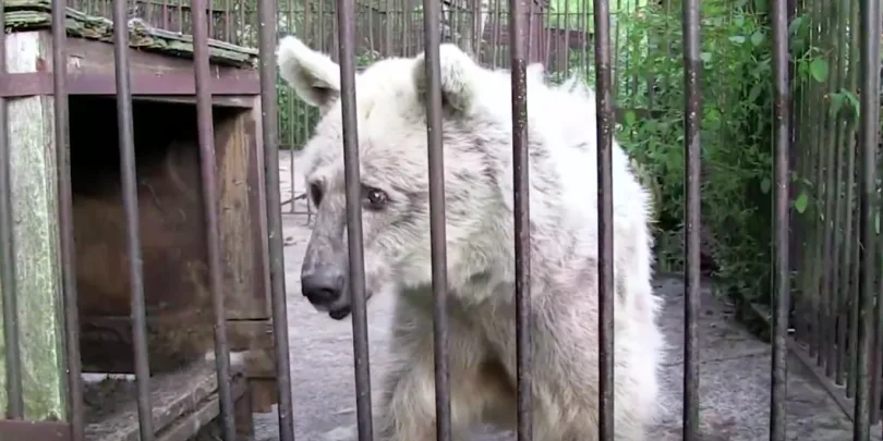 Ήταν Πεταμένη σε ένα Κλουβί για 30 χρόνια. Προσέξτε την σοκαριστική μεταμόρφωση όταν Απελευθερώθηκε!