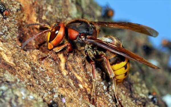 Αυτή είναι η σφήκα φονιάς που απειλεί την Ευρώπη… [video]