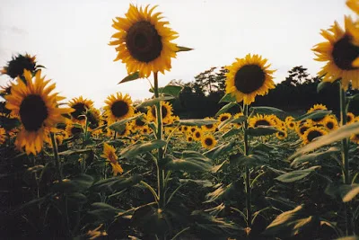 ΣΥΝΕΔΡΙΑΣΗ ΑΠΥΣΔΕ,  ΔΕΥΤΕΡΑ 24/10 ΣΤΗΝ ΚΟΜΟΤΗΝΗ