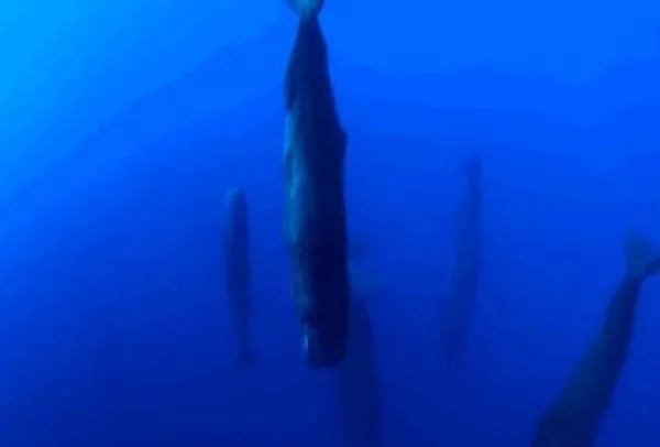 Αυτό δεν το έχεις ξαναδεί! Πώς κοιμούνται οι φάλαινες;(VIDEO)