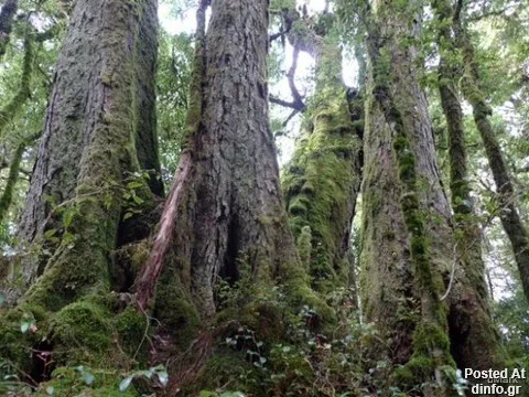 Οι μαθουσάλες του πλανήτη: Δέντρα που γεννήθηκαν χιλιάδες χρόνια πριν και ζουν ακόμα!