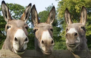 Η κρίση των γαϊδάρων.Μια διδακτική ιστορία