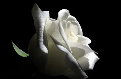 Σ.Ε.Ε.Π.Ε.Α. ΣΤΕΛΛΑ: ΜΕΓΑΛΗ ΚΑΙ ΟΔΥΝΗΡΗ Η ΑΠΩΛΕΙΑ ΤΗΣ ΜΠΕΤΥΣ ΛΕΩΤΣΑΚΟΥ